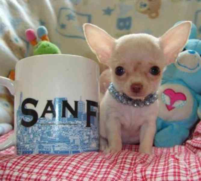 Luxusní chlapečkové čivava s PP FCI - foto 2