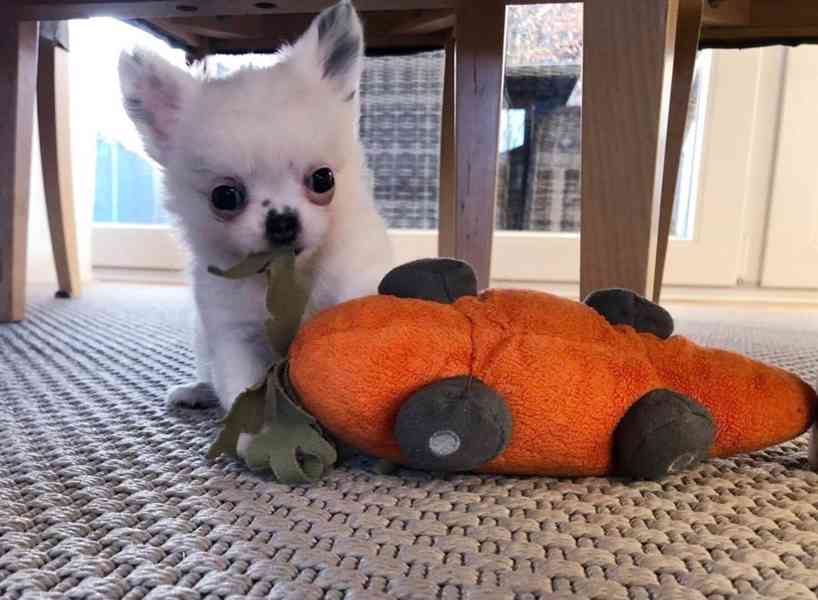 Luxusní chlapečkové čivava s PP FCI - foto 4