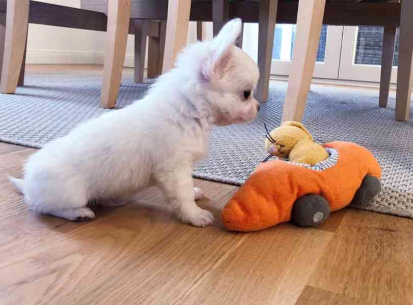 Luxusní chlapečkové čivava s PP FCI - foto 5