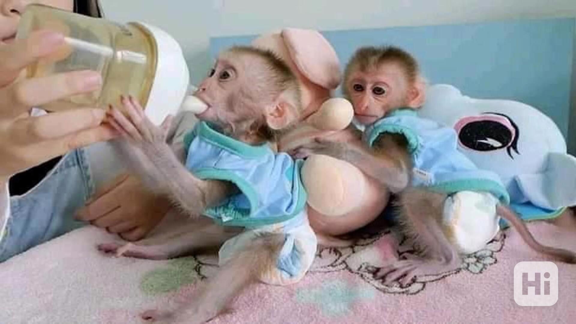 Roztomilí samci a samice kapucínských opic k adopci - foto 1