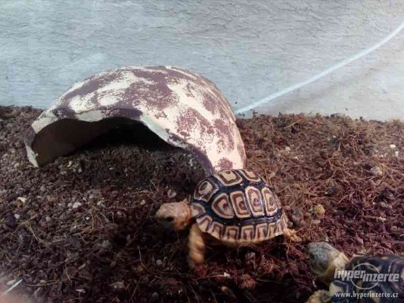 želva pardálí - vlastní odchov - foto 2