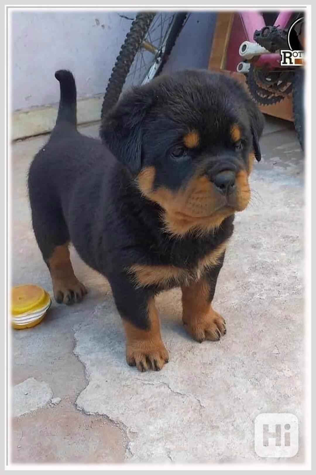 Rotvajler-Prodám štěňata  - foto 1