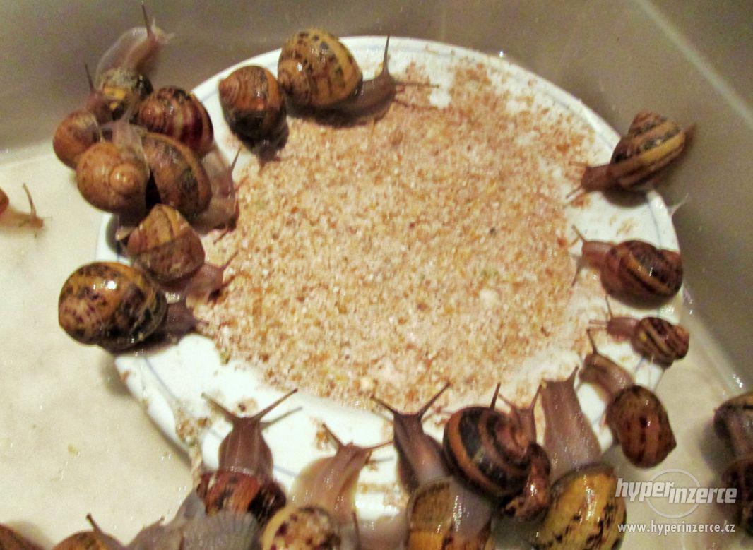 Prodej chovných kaviárových šneků Helix Aspersa Maxima! - foto 1