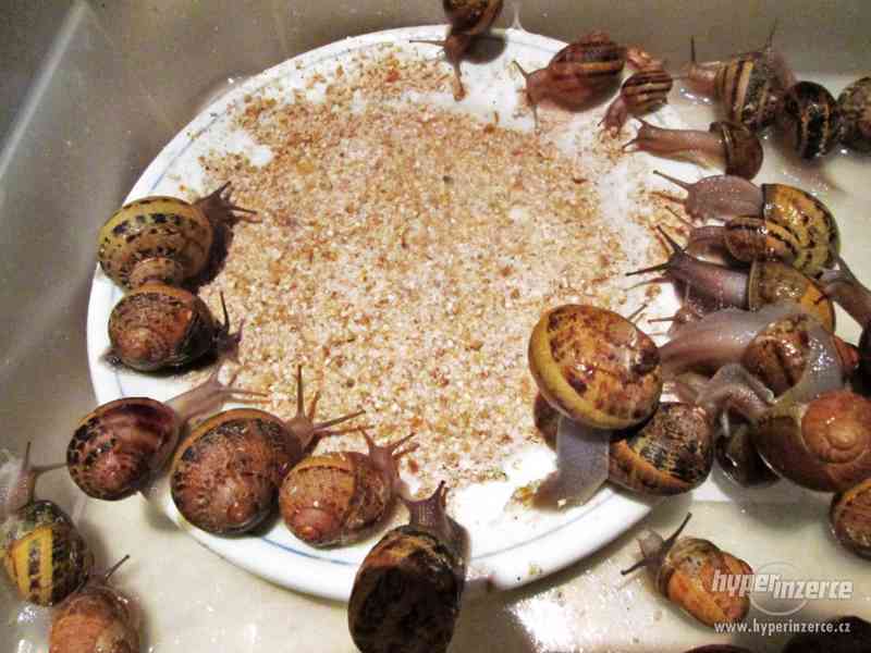 Prodej chovných kaviárových šneků Helix Aspersa Maxima! - foto 2
