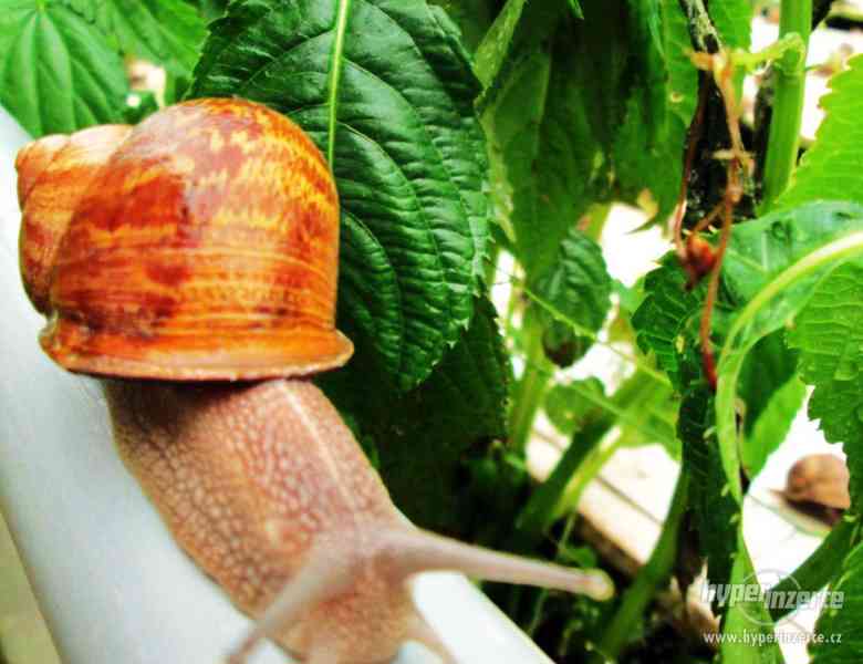 Prodej chovných kaviárových šneků Helix Aspersa Maxima! - foto 3