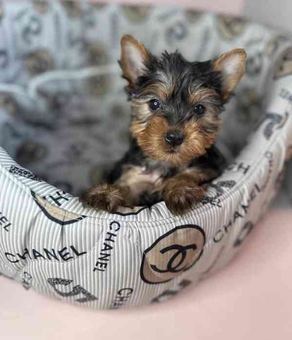 Zdravá registrovaná štěňata jorkšírského teriéra