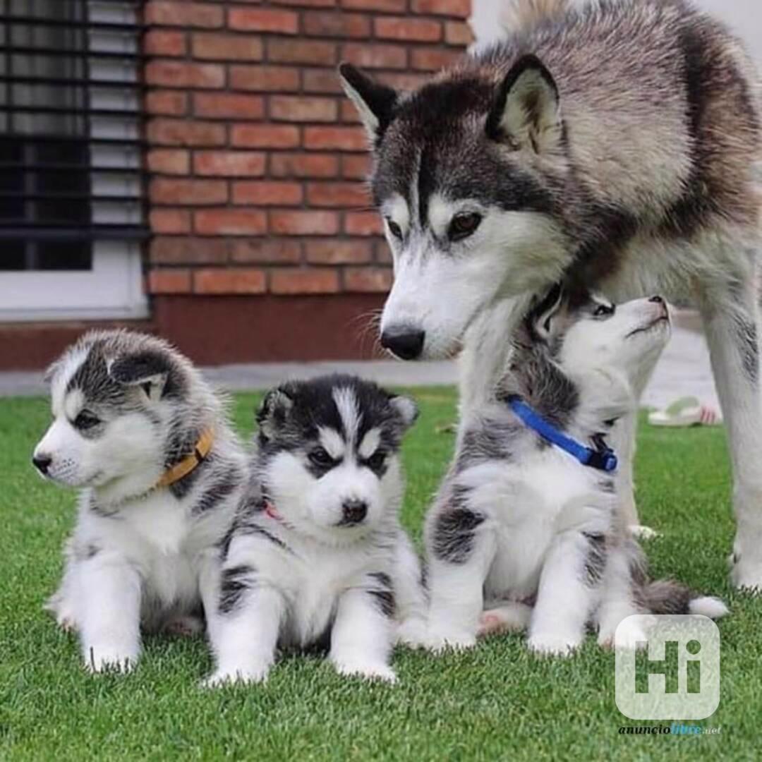 okouzlující štěně huskyho - foto 1