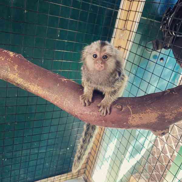 Nádherná kapucínská opice připravená k prodeji - foto 1