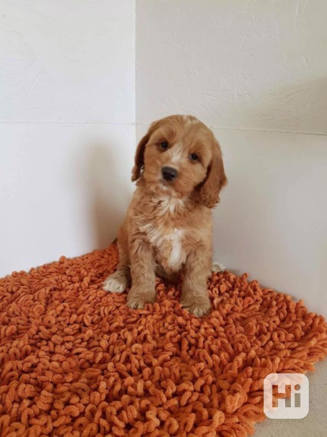 Štěňata kokršpaněla F1, vítězné linie - foto 1