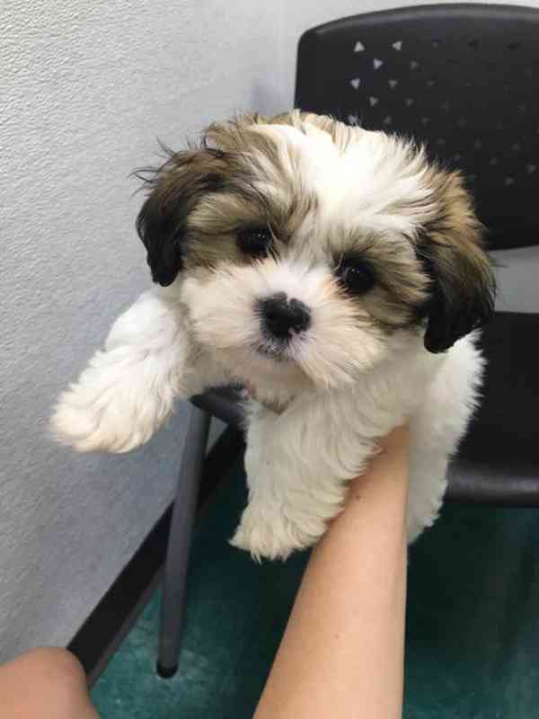 Dárek štěňátka shih tzu k adopci zdarma  