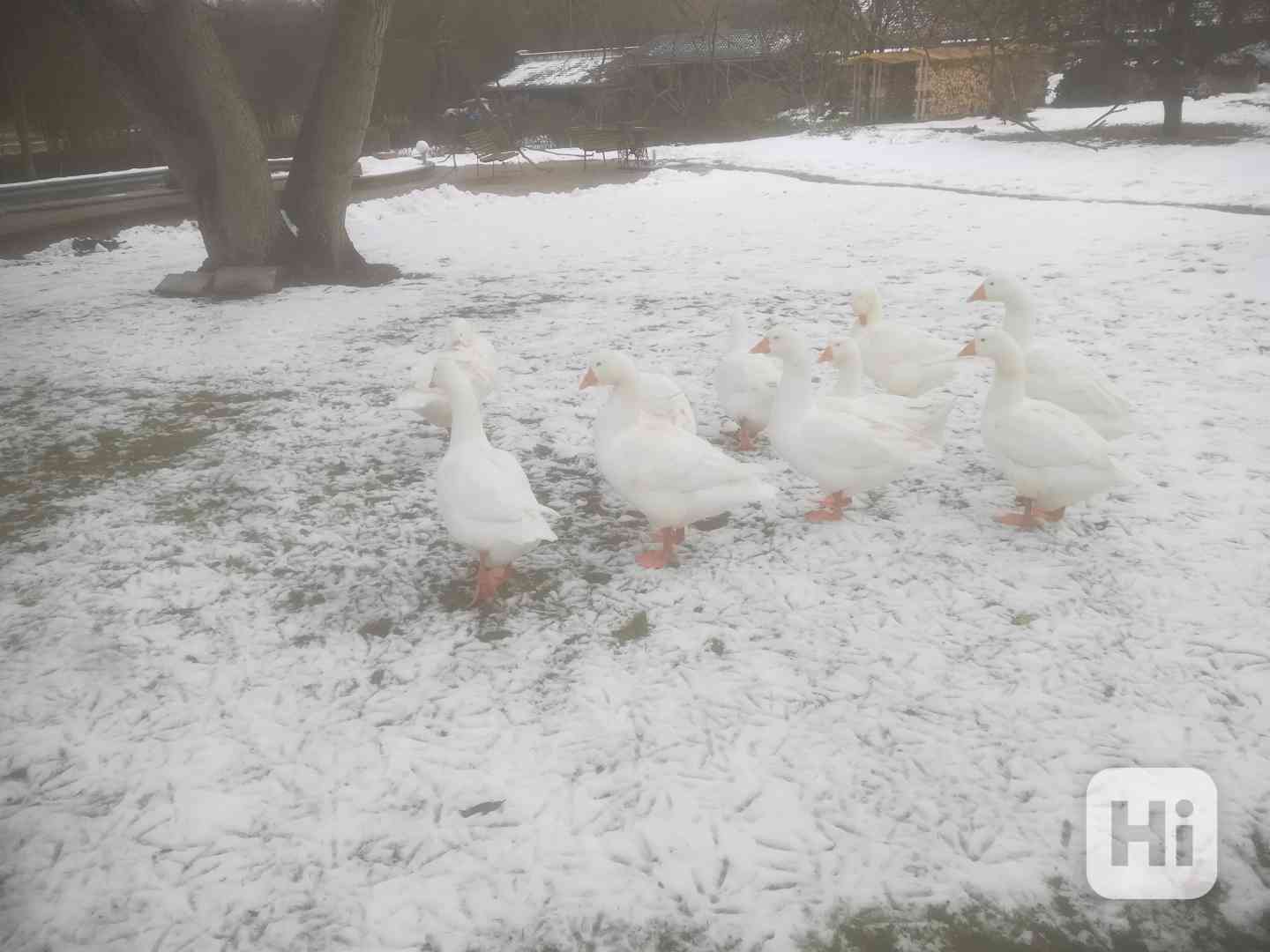 VELKÁ BÍLÁ HUSA - foto 1