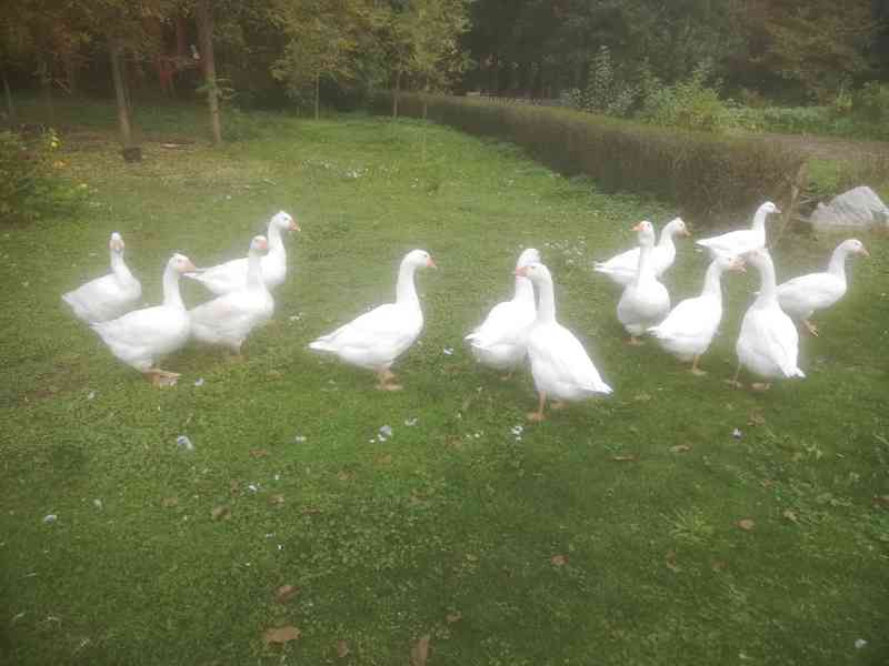 VELKÁ BÍLÁ HUSA - foto 3