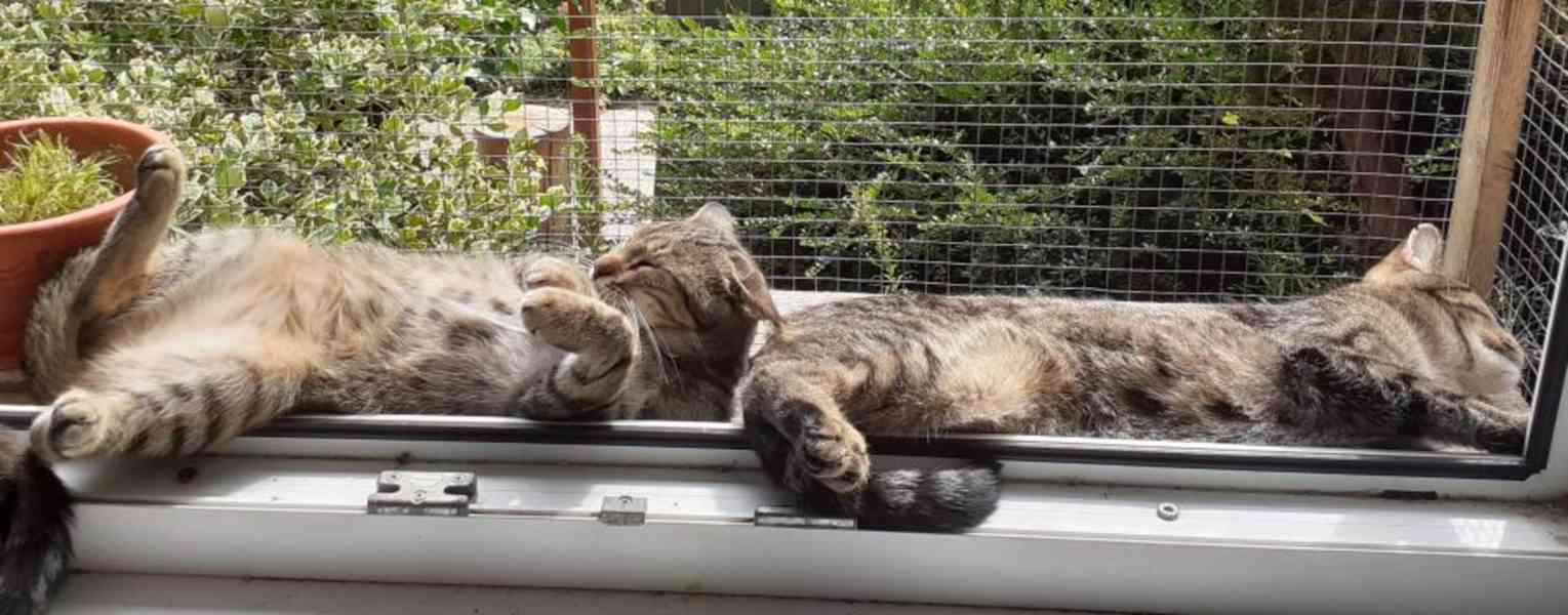 Hodná, úžasně hravá, čilá 1roční mourinka Linda - foto 11