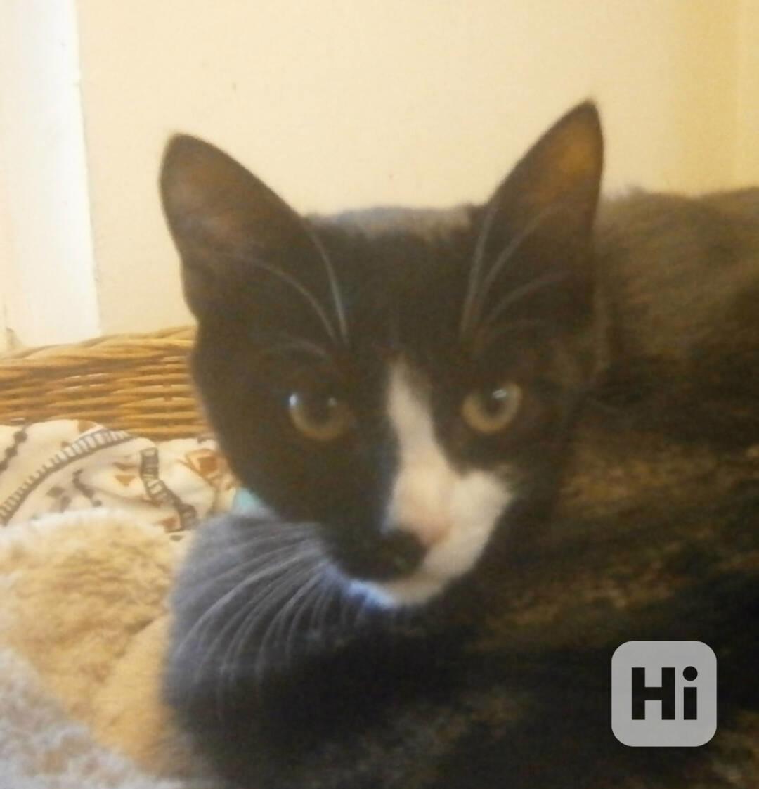 Mazlivý, klidnější 5,5-6měsíční černobílý kocourek Body - foto 1