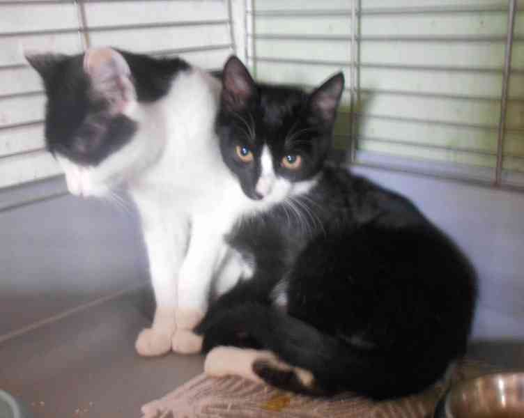 Mazlivý, klidnější 5,5-6měsíční černobílý kocourek Body - foto 4