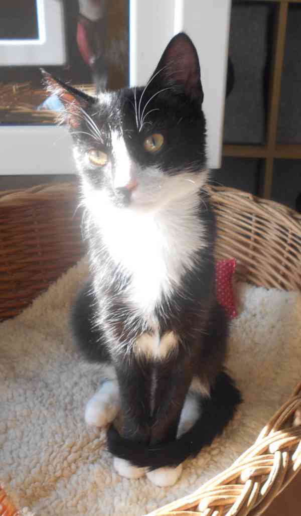 Mazlivý, klidnější 5,5-6měsíční černobílý kocourek Body - foto 7