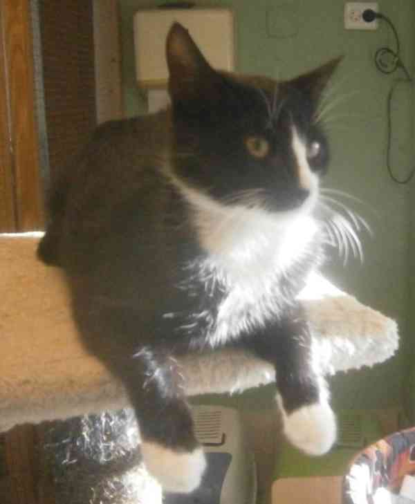 Mazlivý, klidnější 5,5-6měsíční černobílý kocourek Body - foto 12