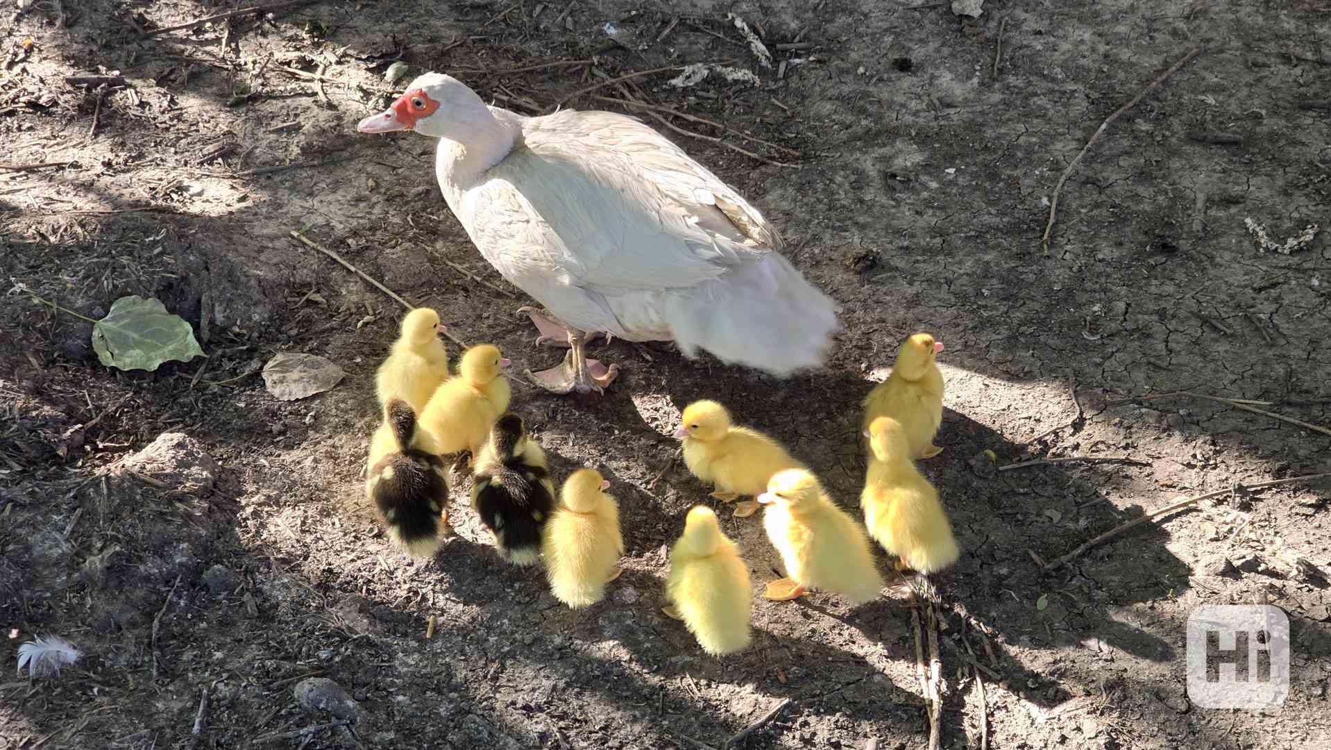 Kachna - kachňata na výkrm - foto 1