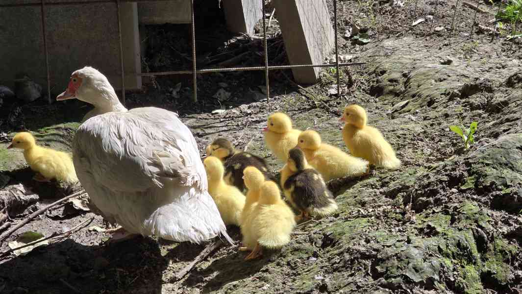 Kachna - kachňata na výkrm - foto 2