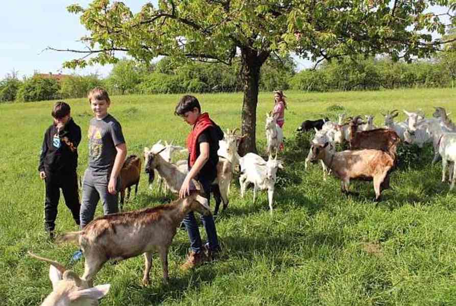 Letní pobyt formou brigády - foto 1