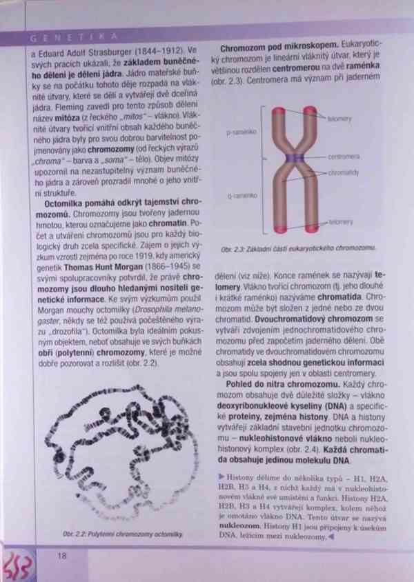 Genetika – Kočárek v PDF - foto 6