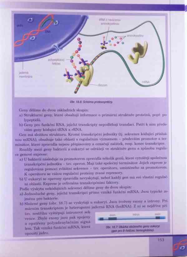 Genetika – Kočárek v PDF - foto 13