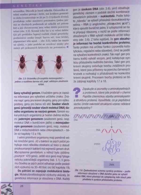 Genetika – Kočárek v PDF - foto 7