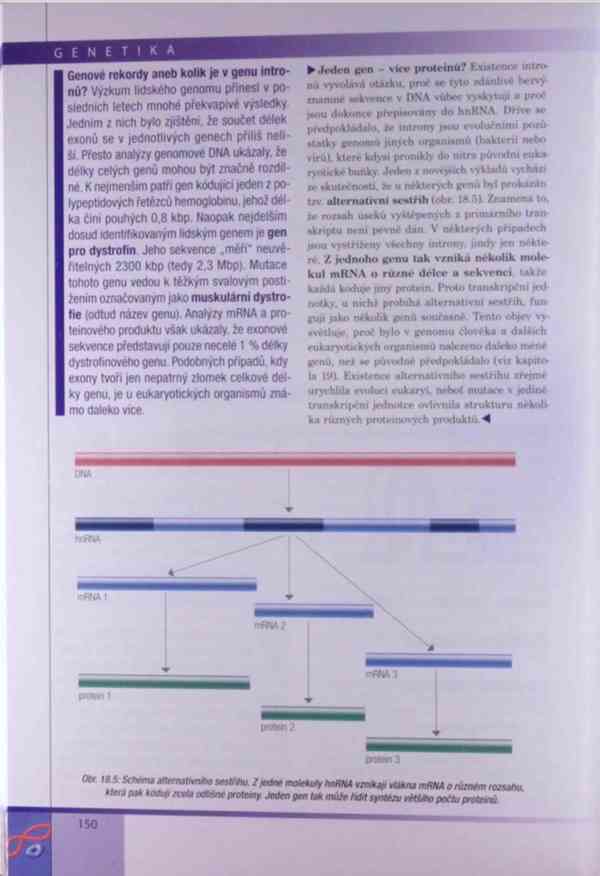 Genetika – Kočárek v PDF - foto 12