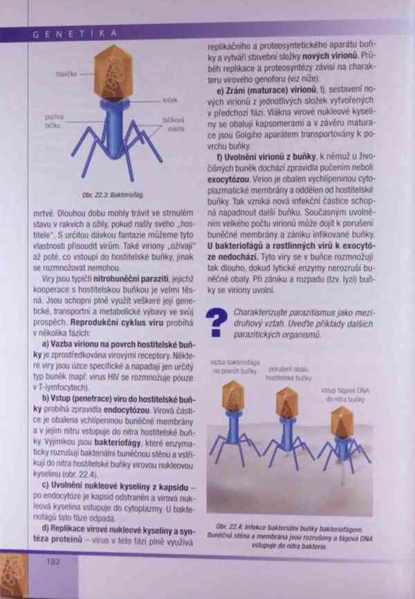 Genetika – Kočárek v PDF - foto 16