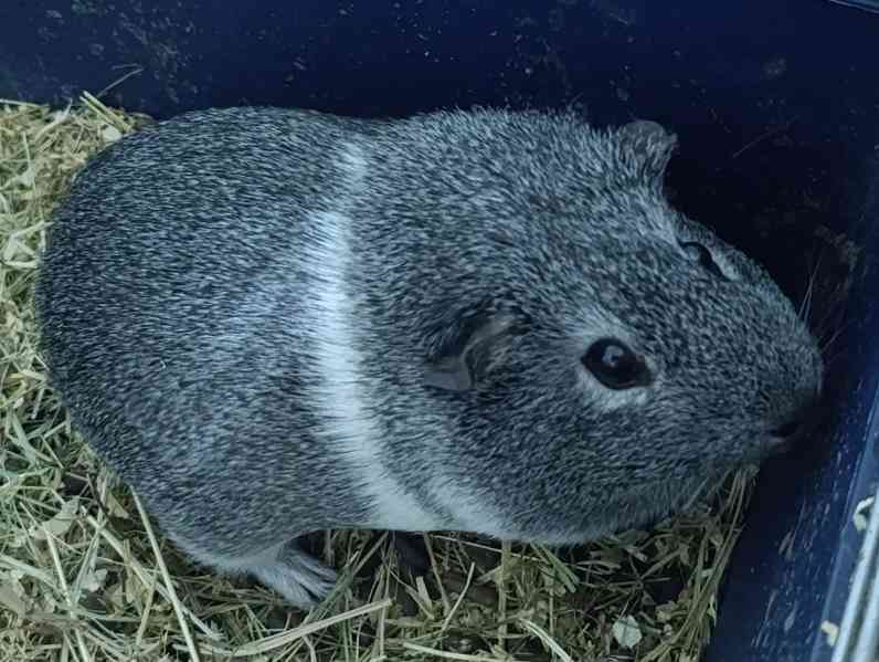 Morče aguti samičky  - foto 4