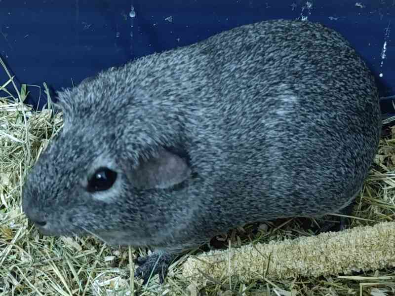 Morče aguti samičky  - foto 2