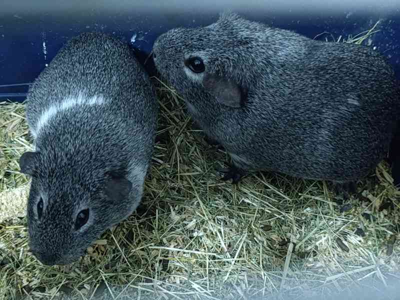 Morče aguti samičky  - foto 1