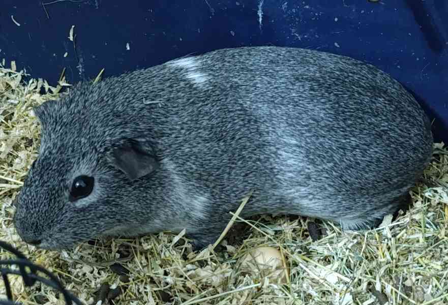 Morče aguti samičky  - foto 3