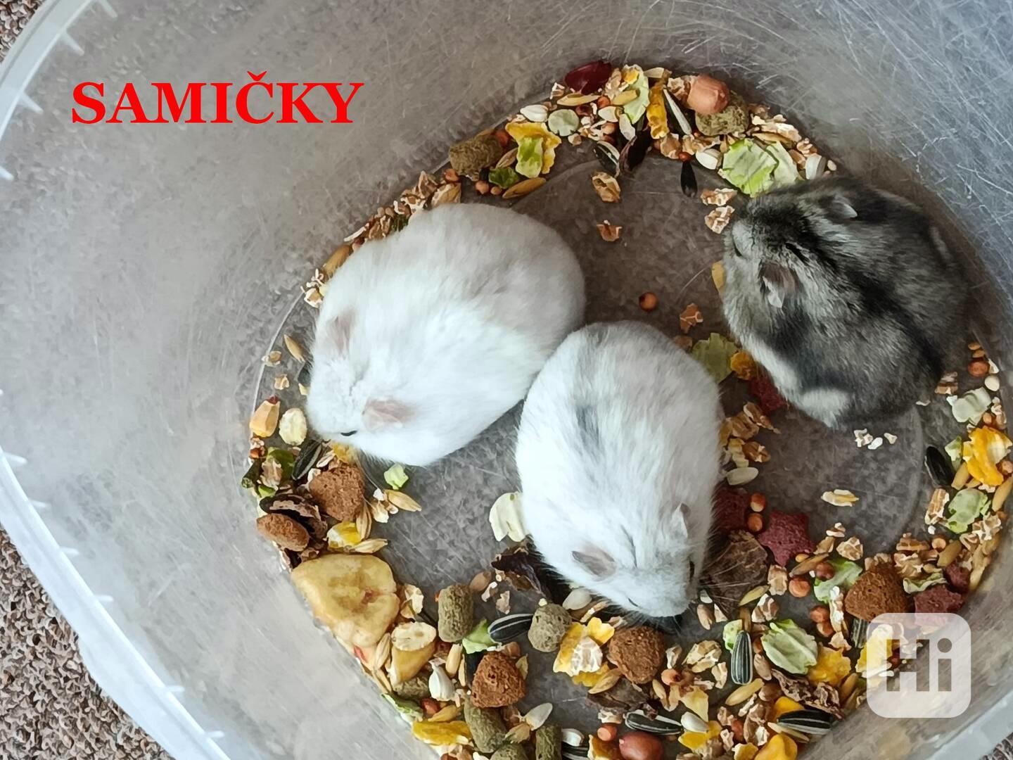 Křečík džungarský - foto 1