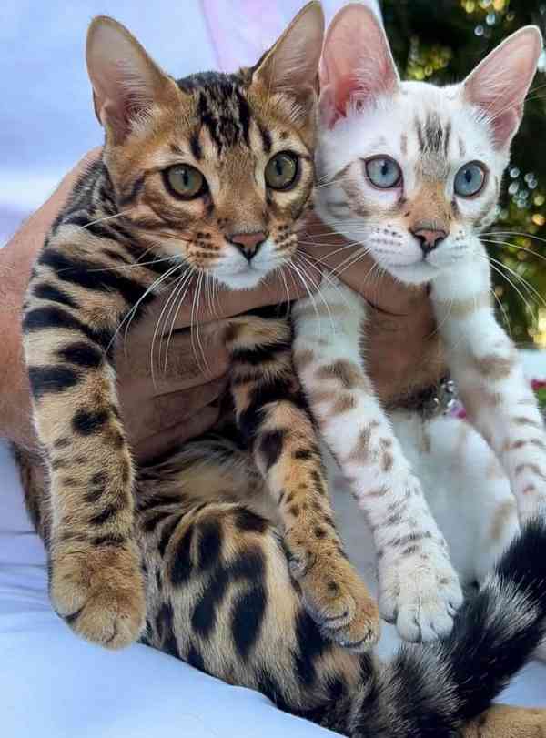 bengálští koťátka, samci a samice - foto 3