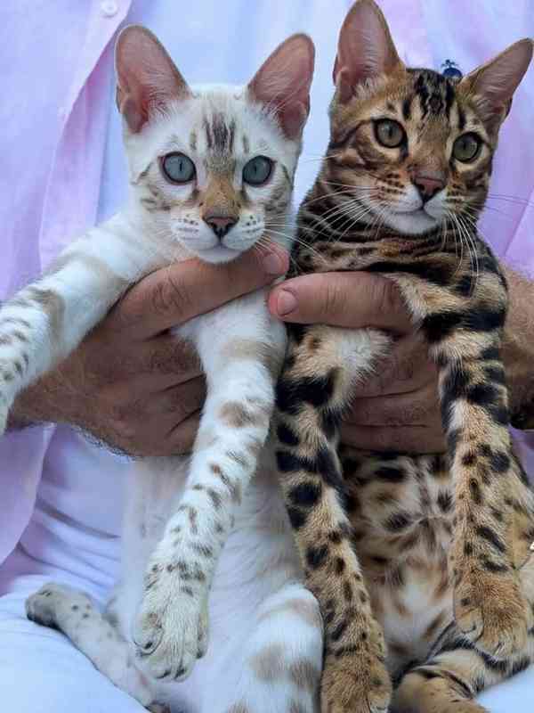 bengálští koťátka, samci a samice - foto 6