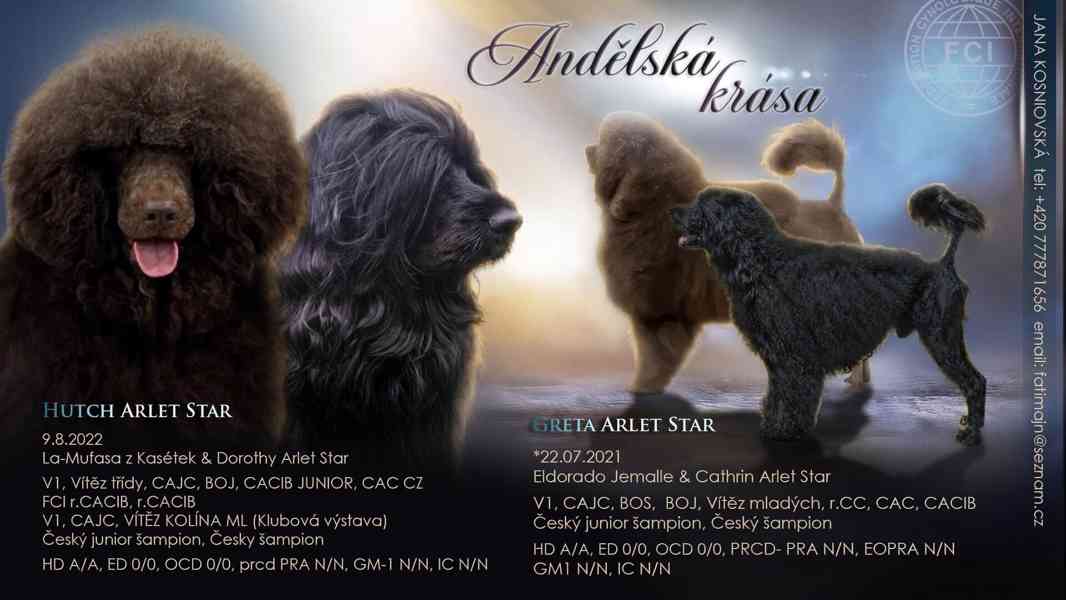 Štěňátka Portugalský vodní pes - foto 2