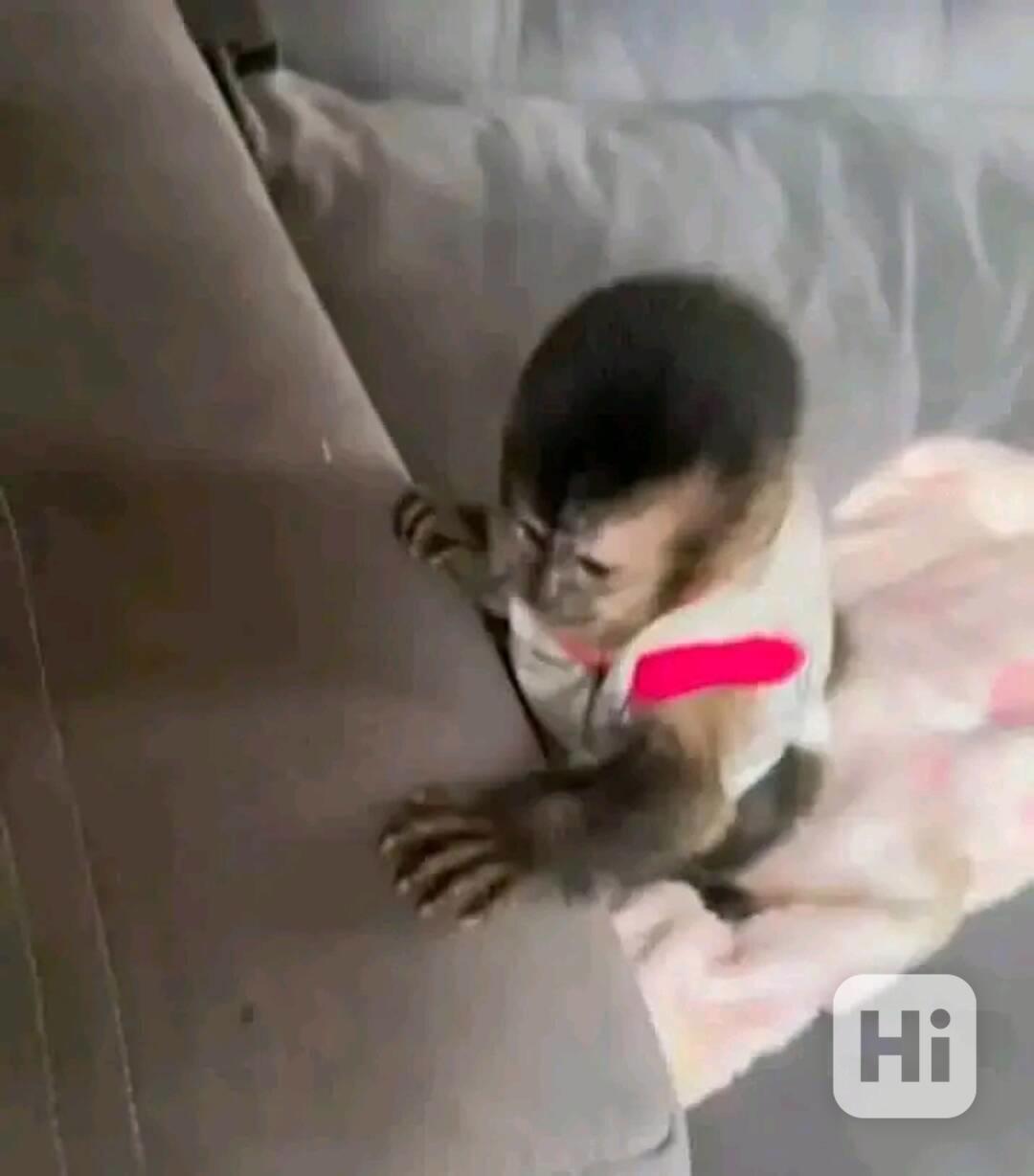  Socializovaný kapucínský přítel ack - foto 1