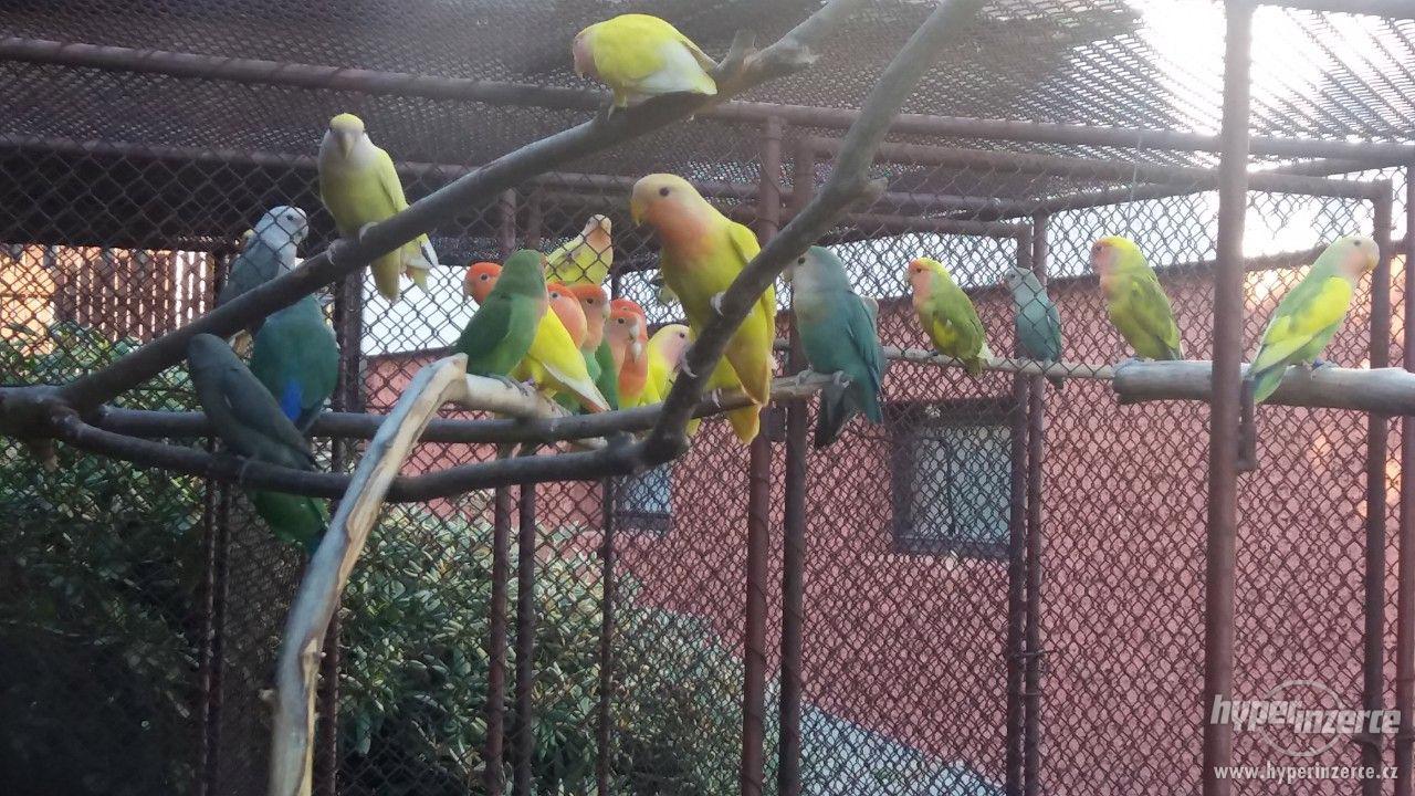 Prodám papoušky agapornis růžohrdlý - foto 1