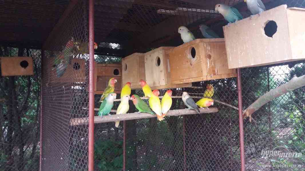 Prodám papoušky agapornis růžohrdlý - foto 2