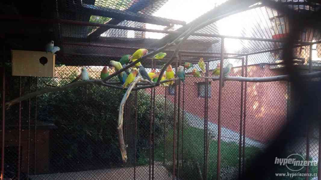 Prodám papoušky agapornis růžohrdlý - foto 3