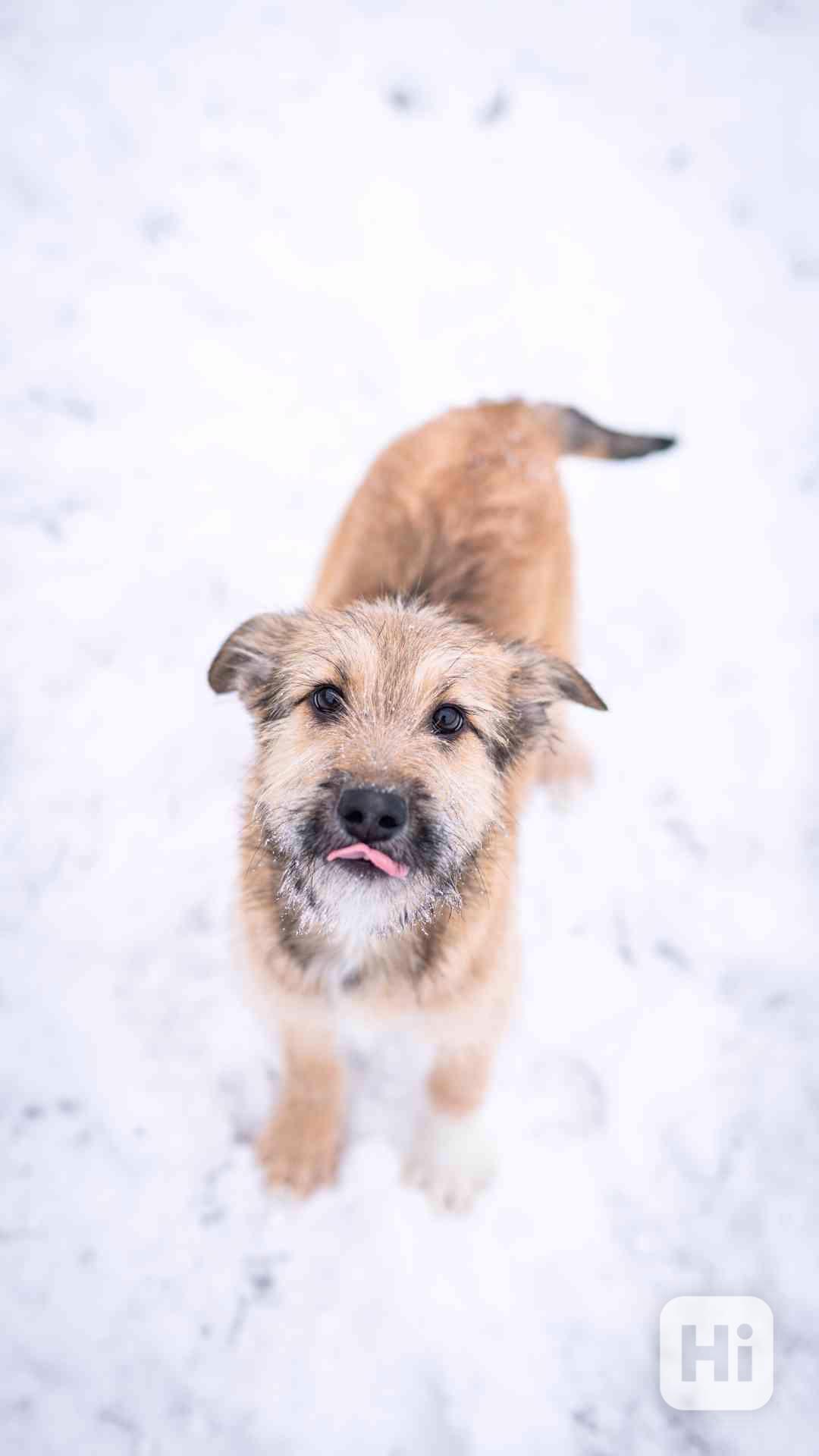 Brigitte - střapatá veselá holka, 4 měsíce  - foto 1