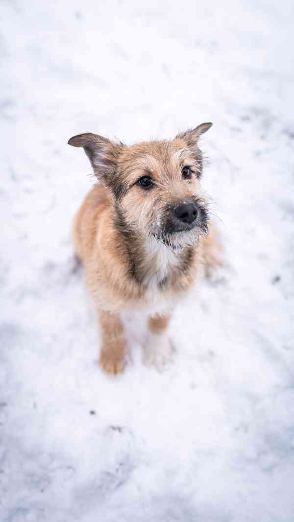 Brigitte - střapatá veselá holka, 4 měsíce  - foto 11