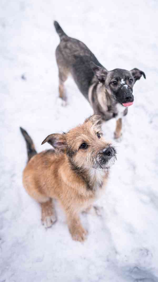 Brigitte - střapatá veselá holka, 4 měsíce  - foto 7