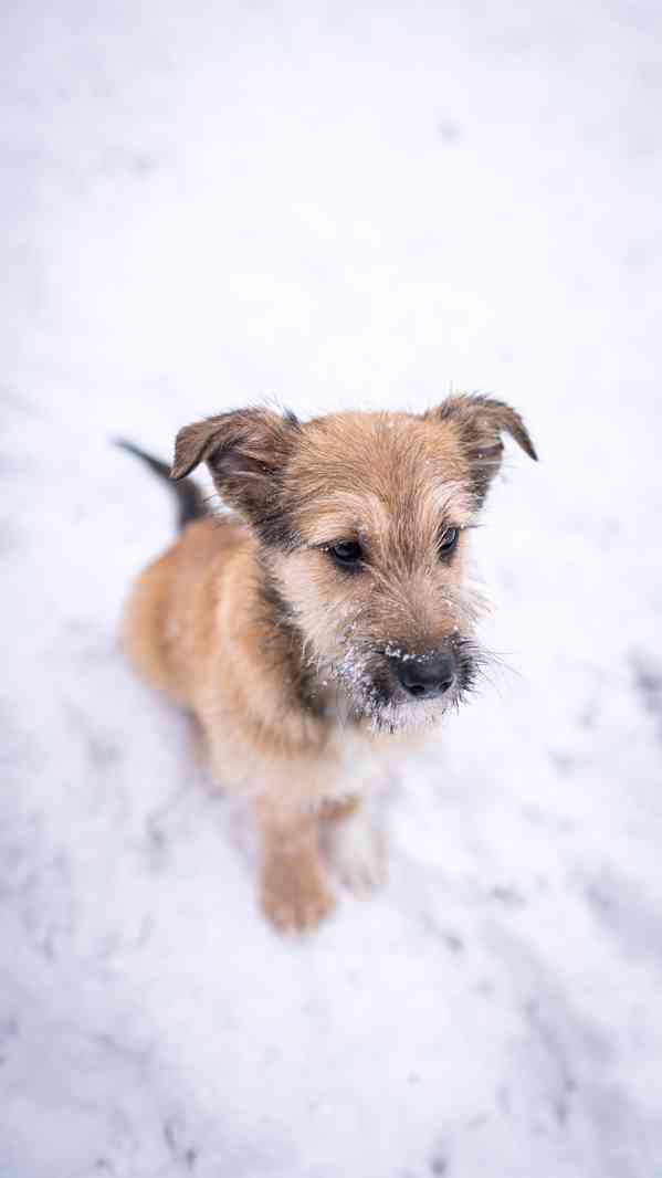 Brigitte - střapatá veselá holka, 4 měsíce  - foto 10