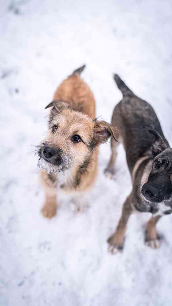 Brigitte - střapatá veselá holka, 4 měsíce  - foto 3