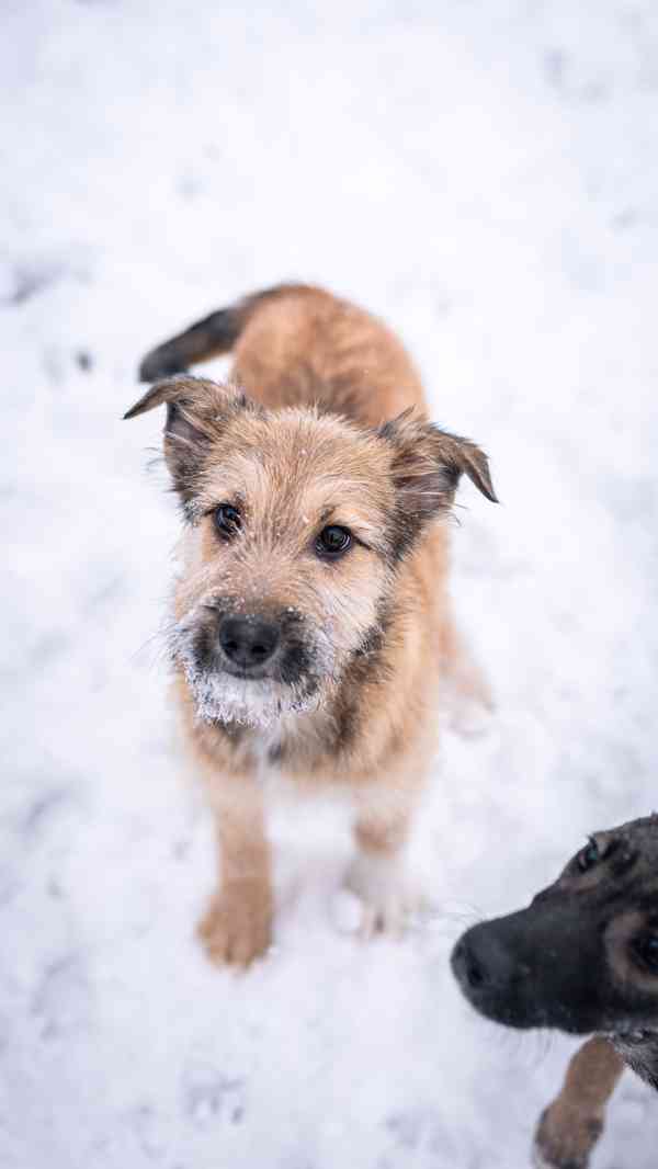 Brigitte - střapatá veselá holka, 4 měsíce  - foto 2