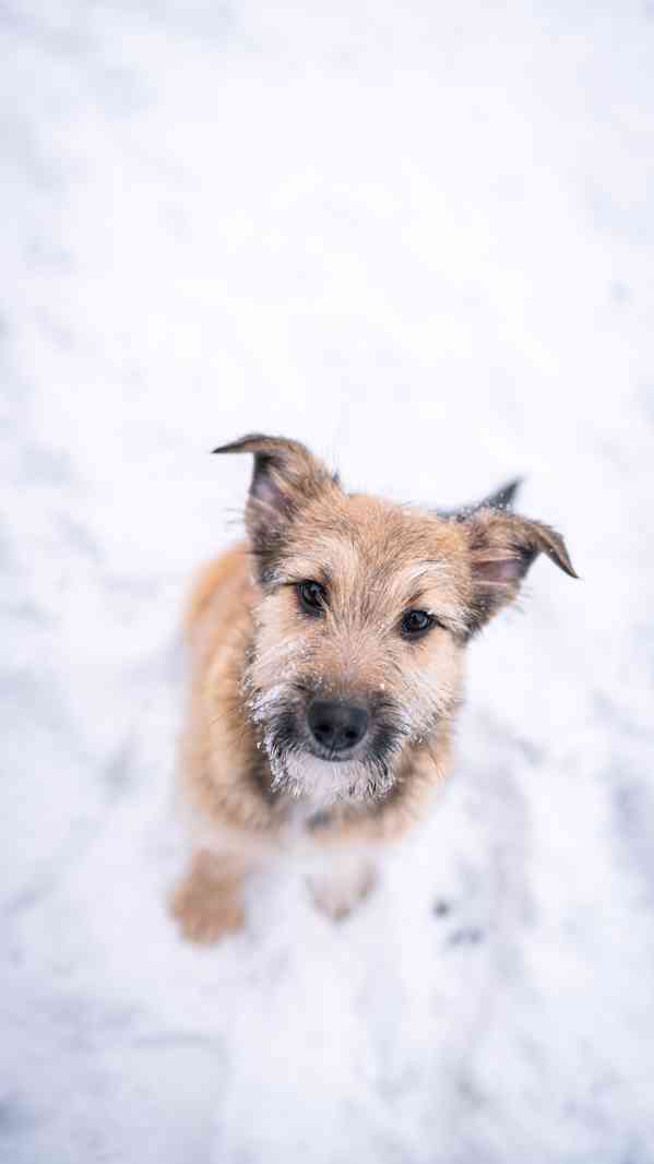 Brigitte - střapatá veselá holka, 4 měsíce  - foto 6