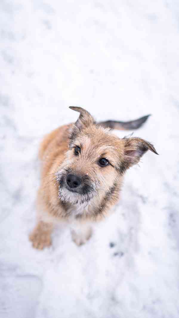 Brigitte - střapatá veselá holka, 4 měsíce  - foto 5