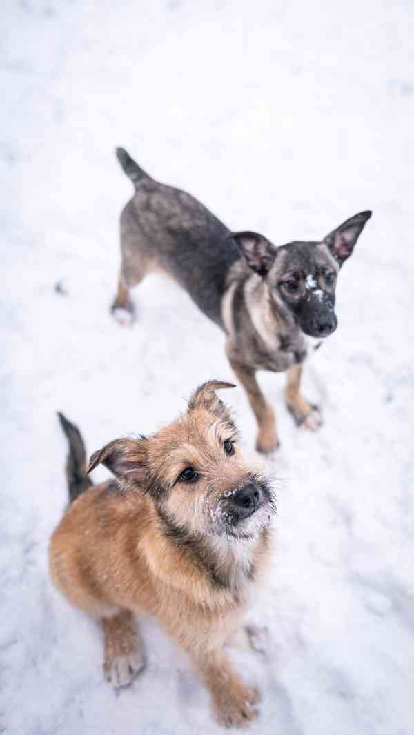 Brigitte - střapatá veselá holka, 4 měsíce  - foto 8